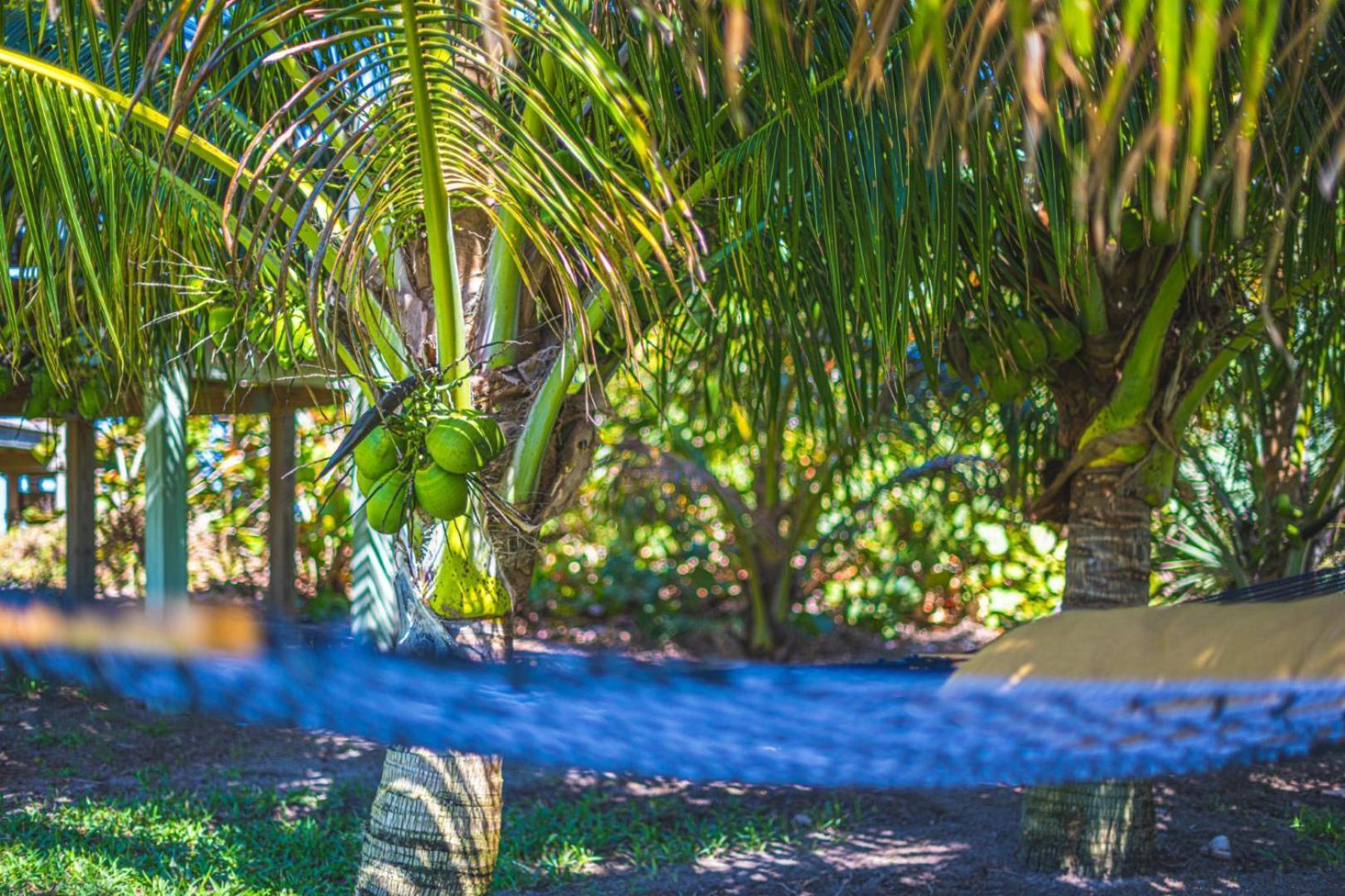 Tranquility Seahorse Suite - Oceanfront Paradise! Melbourne Beach Exteriér fotografie